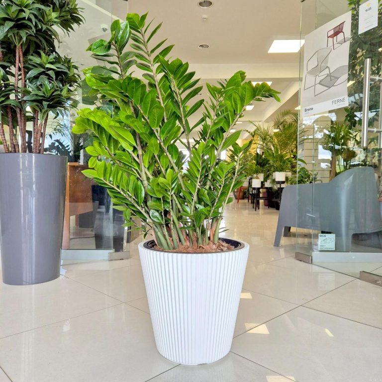 Zamiokulkas zamiolistny (Zamioculcas zamiifolia) 95cm