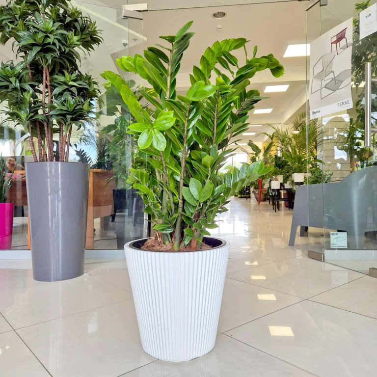 Zamiokulkas zamiolistny (Zamioculcas zamiifolia) 95cm