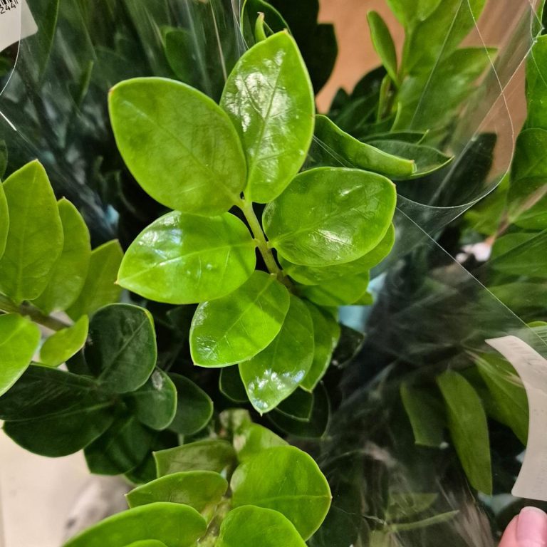 Zamiokulkas zamiolistny (Zamioculcas zamiifolia 'Lima') 35cm