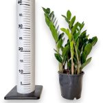 Zamiokulkas zamiolistny (Zamioculcas zamiifolia 'Lima') 35cm