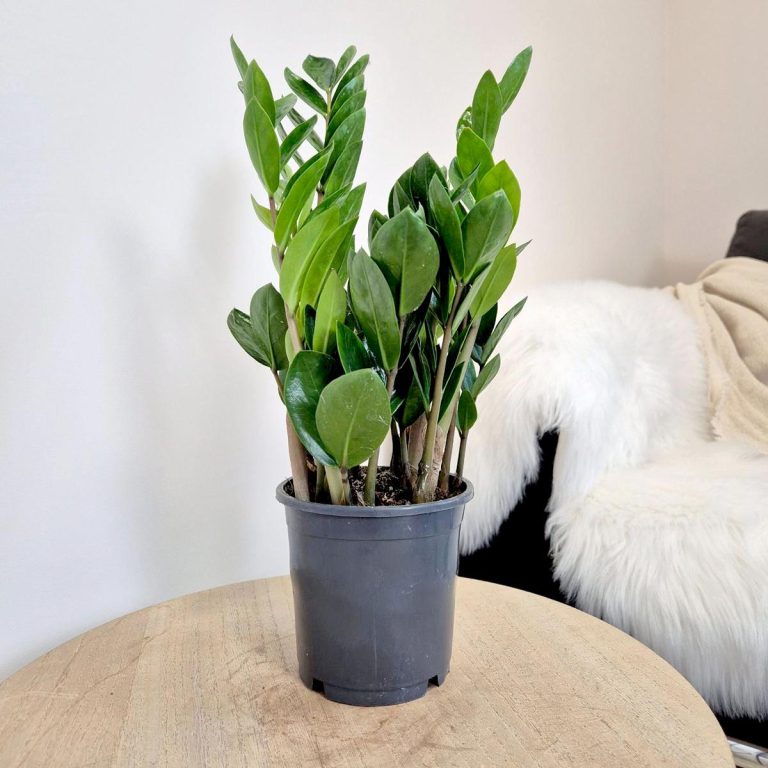 Zamiokulkas zamiolistny (Zamioculcas zamiifolia 'Lima') 35cm