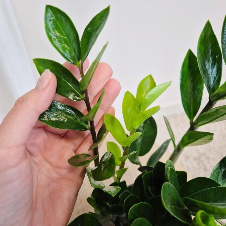 Zamiokulkas zamiolistny (Zamioculcas zamiifolia 'Lima') 35cm