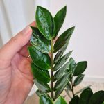 Zamiokulkas zamiolistny (Zamioculcas zamiifolia 'Lima') 35cm