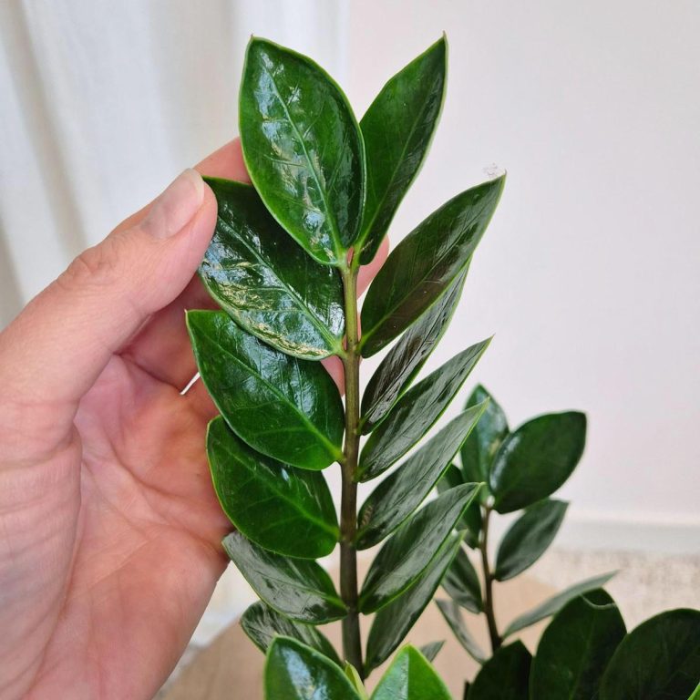 Zamiokulkas zamiolistny (Zamioculcas zamiifolia 'Lima') 35cm
