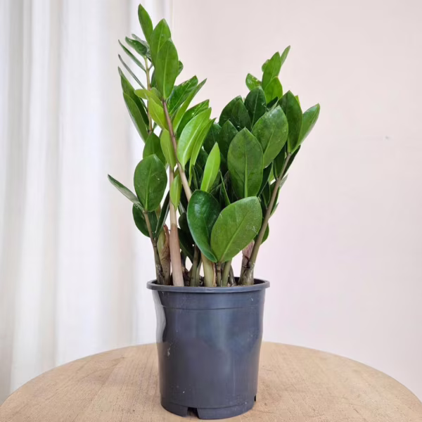 Zamiokulkas zamiolistny (Zamioculcas zamiifolia 'Lima') 35-40cm