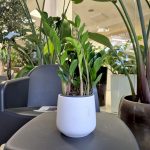 Zamiokulkas zamiolistny (Zamioculcas zamiifolia 'Lima') 35cm