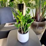 Zamiokulkas zamiolistny (Zamioculcas zamiifolia 'Lima') 35cm