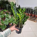 Zamiokulkas zamiolistny (Zamioculcas zamiifolia 'Lima') 35cm