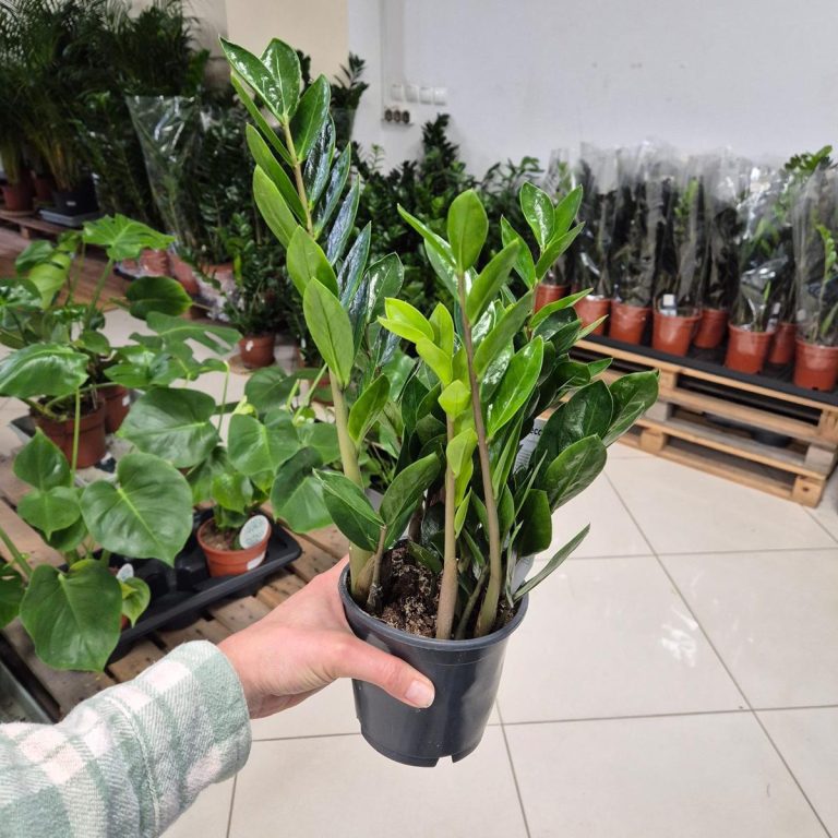 Zamiokulkas zamiolistny (Zamioculcas zamiifolia 'Lima') 35cm