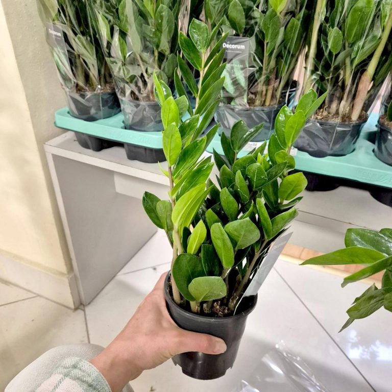 Zamiokulkas zamiolistny (Zamioculcas zamiifolia 'Lima') 35cm