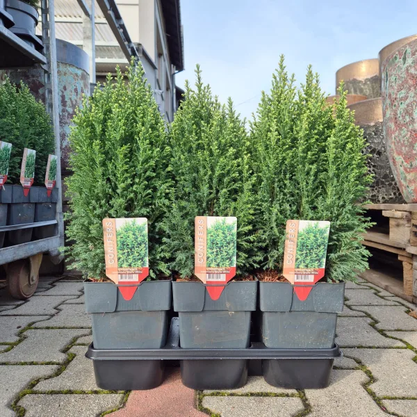 Cyprysik (Cupressus Lawsona 'Ellwoodii Snow White') 55cm