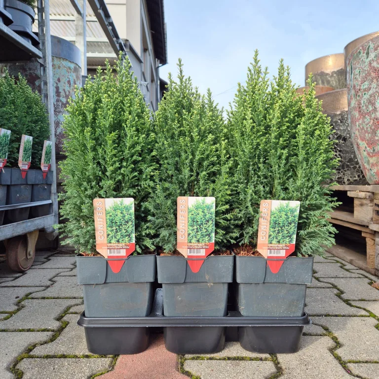 Cyprysik (Cupressus Lawsona 'Ellwoodii Snow White') 55cm