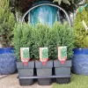 Cyprysik (Cupressus Lawsona 'Ellwoodii Snow White’) 55cm
