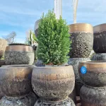 Cyprysik (Cupressus Lawsona 'Ellwoodii Snow White') 55cm