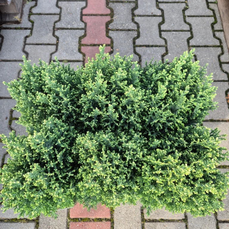 Cyprysik (Cupressus Lawsona 'Ellwoodii Snow White') 55cm