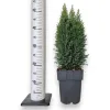 Cyprysik (Cupressus Lawsona 'Ellwoodii Snow White’) 55cm