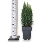 Cyprysik (Cupressus Lawsona 'Ellwoodii Snow White') 55cm