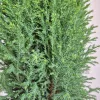 Cyprysik (Cupressus Lawsona 'Ellwoodii Snow White’) 55cm