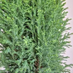Cyprysik (Cupressus Lawsona 'Ellwoodii Snow White') 55cm