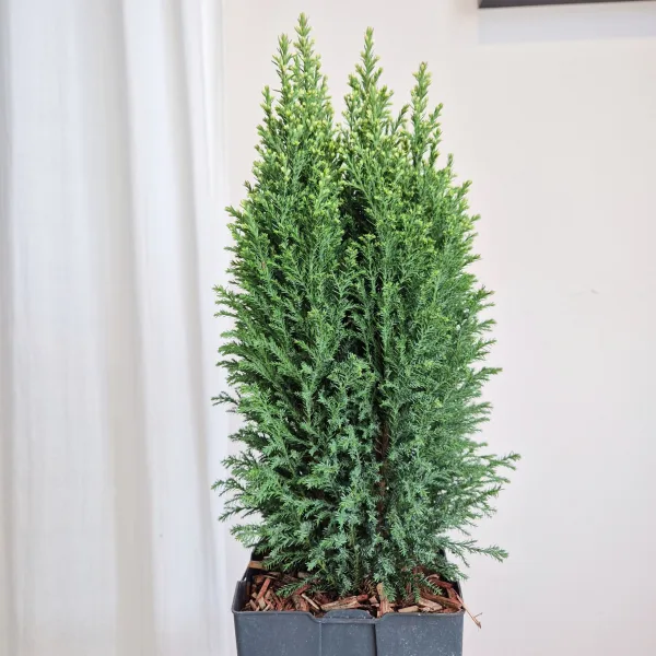 Cyprysik (Cupressus Lawsona 'Ellwoodii Snow White') 55cm