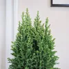 Cyprysik (Cupressus Lawsona 'Ellwoodii Snow White’) 55cm