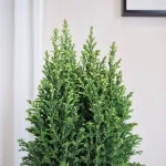 Cyprysik (Cupressus Lawsona 'Ellwoodii Snow White') 55cm