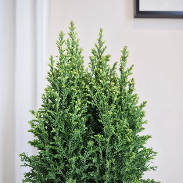 Cyprysik (Cupressus Lawsona 'Ellwoodii Snow White') 55cm