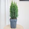 Cyprysik (Cupressus Lawsona 'Ellwoodii Snow White’) 55cm
