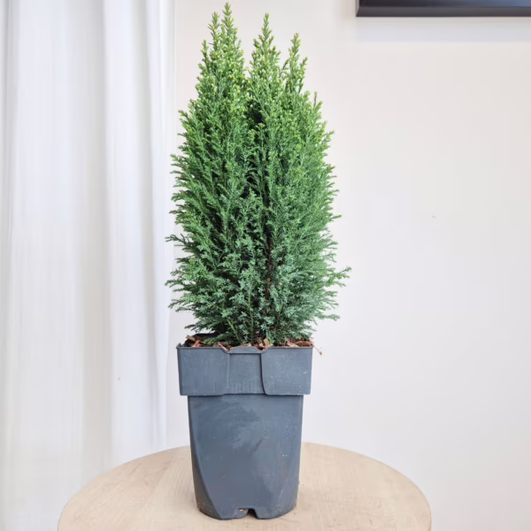 Cyprysik (Cupressus Lawsona 'Ellwoodii Snow White') 55cm