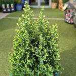 Cyprysik (Cupressus Lawsona 'Ellwoodii Snow White') 55cm