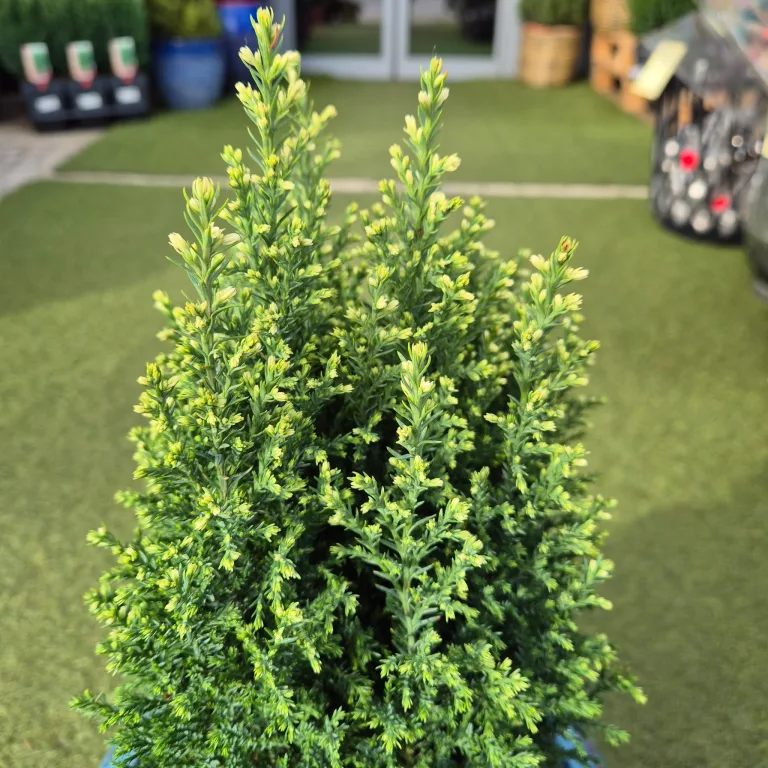 Cyprysik (Cupressus Lawsona 'Ellwoodii Snow White') 55cm