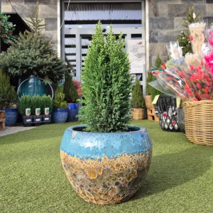 Cyprysik (Cupressus Lawsona 'Ellwoodii Snow White') 55cm