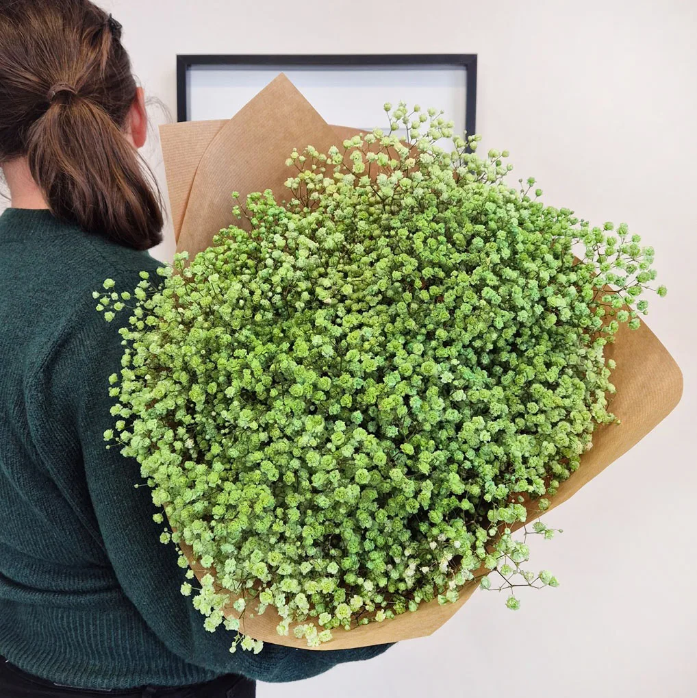 Gipsówka stabilizowana wiecznie żywa ciemno zielona duży bukiet