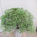 Gipsówka stabilizowana wiecznie żywa ciemno zielona duży bukiet