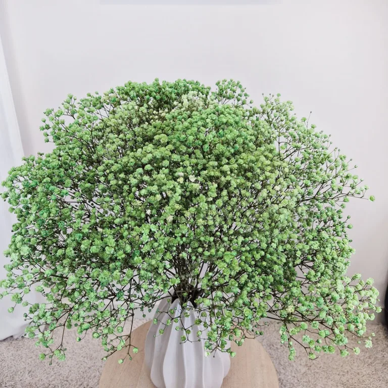 Gipsówka stabilizowana wiecznie żywa ciemno zielona duży bukiet