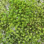 Gipsówka stabilizowana wiecznie żywa ciemno zielona duży bukiet