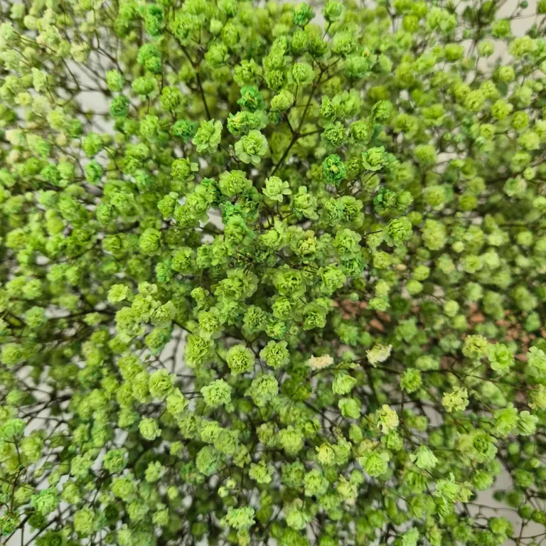 Gipsówka stabilizowana wiecznie żywa ciemno zielona duży bukiet