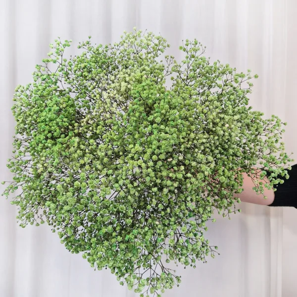 Gipsówka stabilizowana wiecznie żywa ciemno zielona duży bukiet