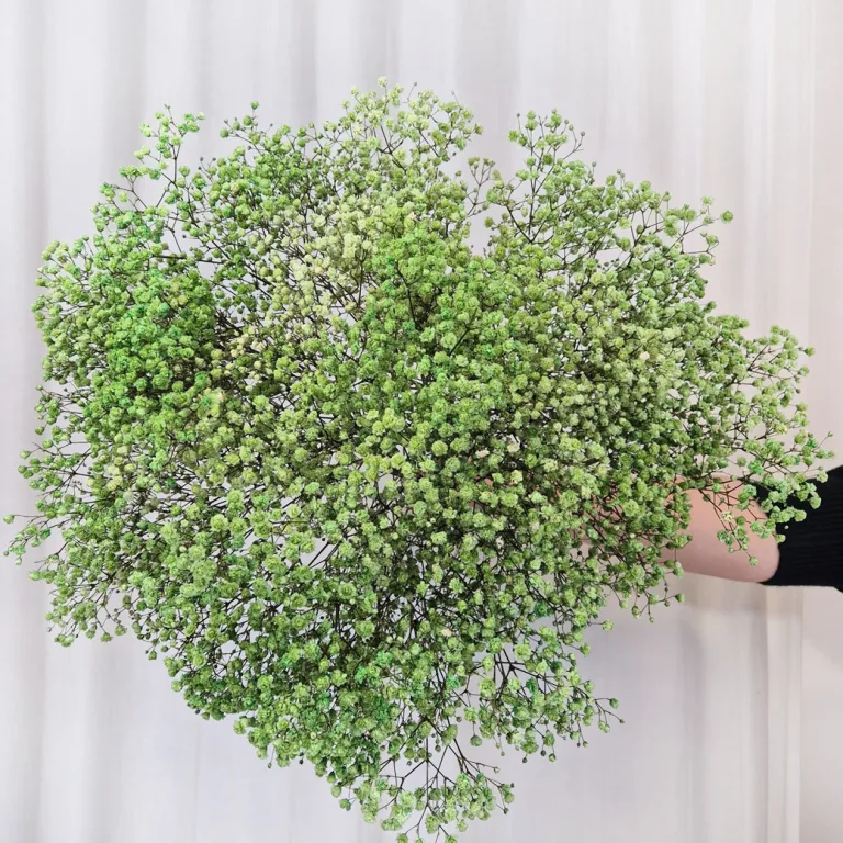 Gipsówka stabilizowana wiecznie żywa ciemno zielona duży bukiet