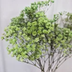 Gipsówka stabilizowana wiecznie żywa ciemno zielona duży bukiet