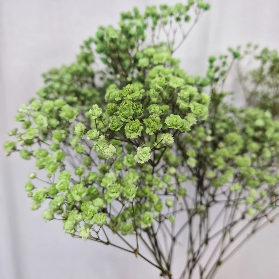 Gipsówka stabilizowana wiecznie żywa ciemno zielona duży bukiet