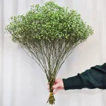 Gipsówka stabilizowana wiecznie żywa ciemno zielona duży bukiet