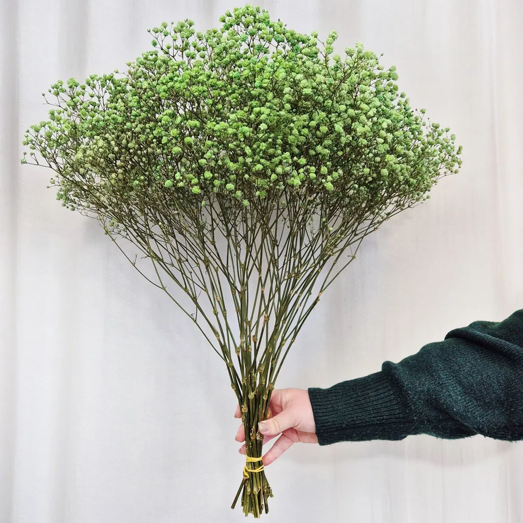 Gipsówka stabilizowana wiecznie żywa ciemno zielona duży bukiet