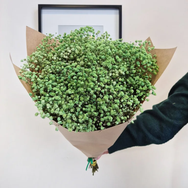 Gipsówka stabilizowana wiecznie żywa ciemno zielona duży bukiet