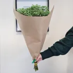 Gipsówka stabilizowana wiecznie żywa ciemno zielona duży bukiet