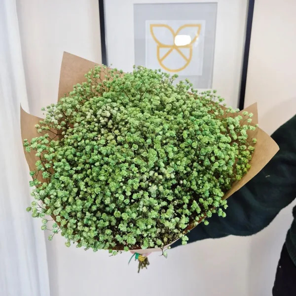 Gipsówka stabilizowana wiecznie żywa ciemno zielona duży bukiet