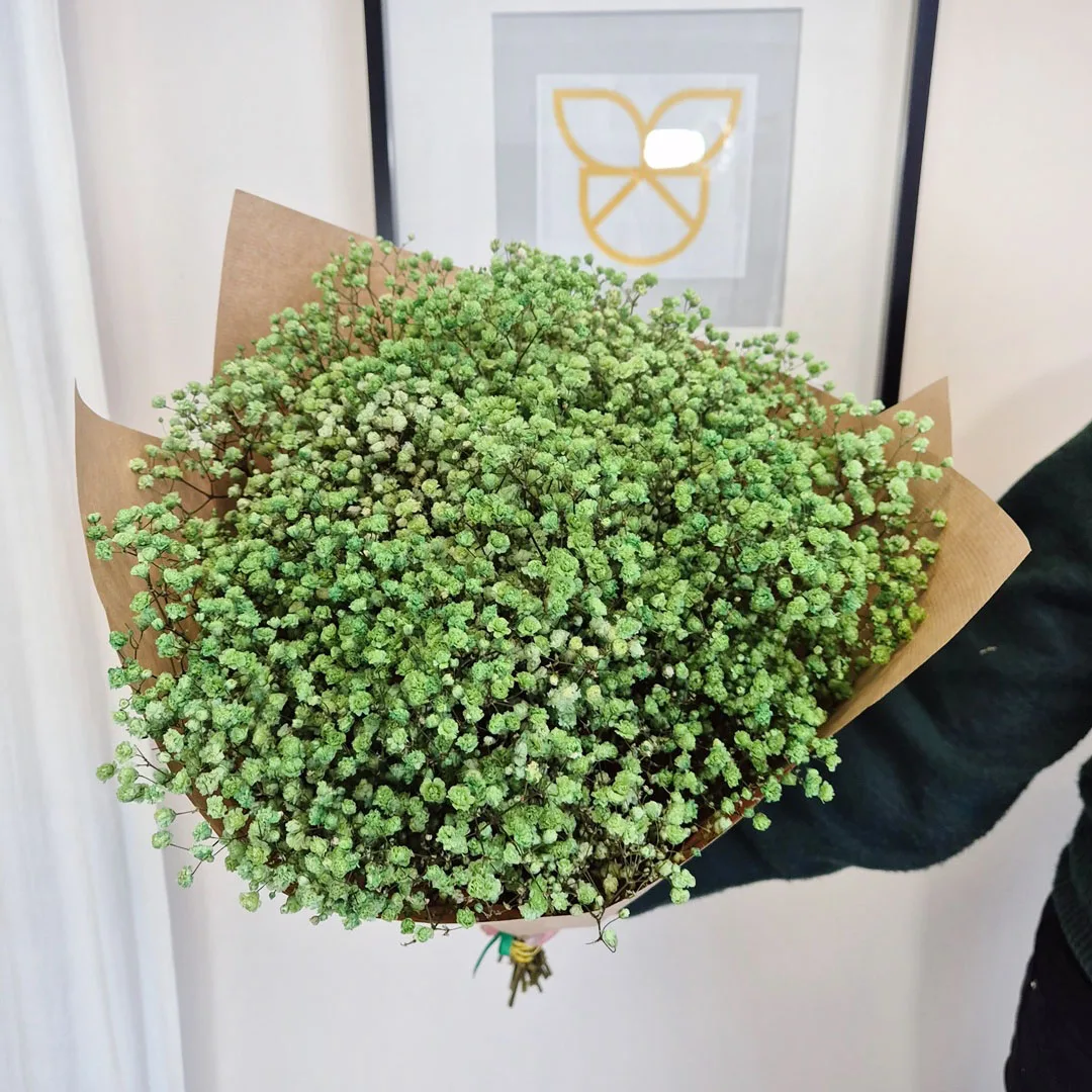 Gipsówka stabilizowana wiecznie żywa ciemno zielona duży bukiet