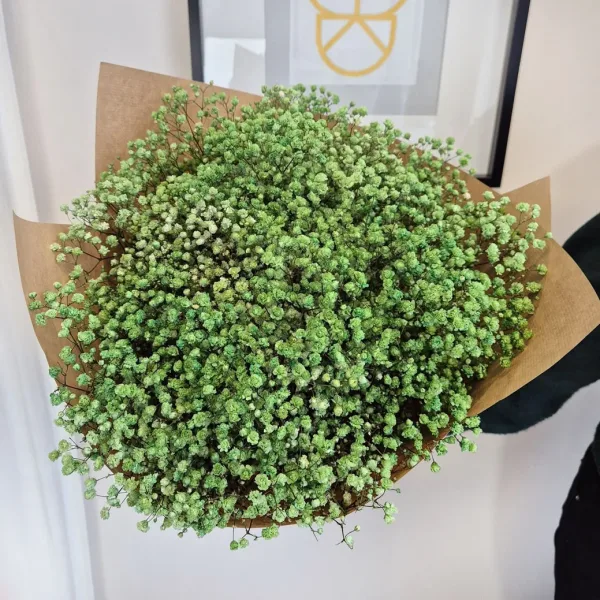 Gipsówka stabilizowana wiecznie żywa ciemno zielona duży bukiet