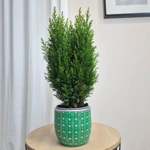 Osłonka na doniczkę ceramiczna zielona świąteczna w srebrne gwiazdki 12cm