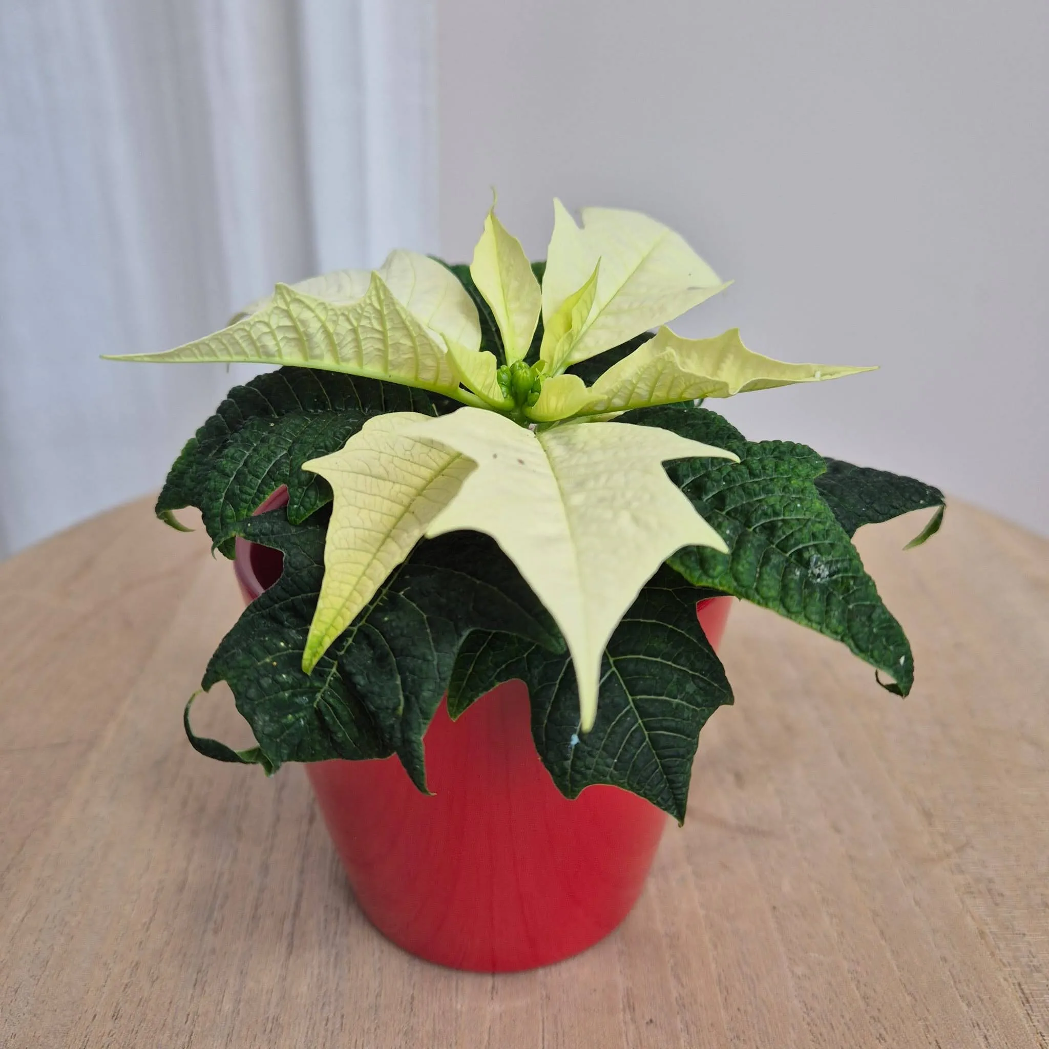 Osłonka ceramiczna czerwona połysk